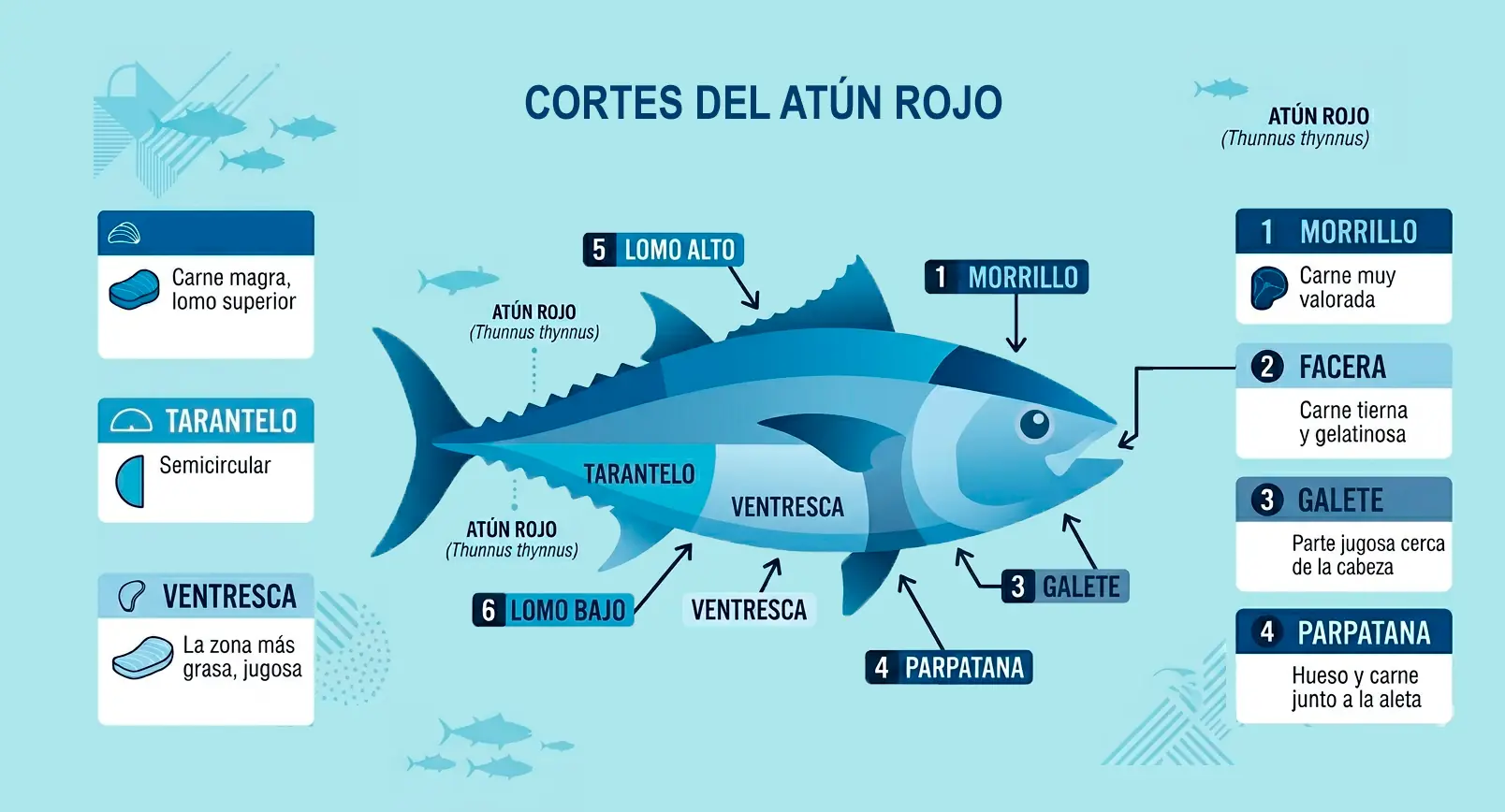 Infografía de los cortes del atún